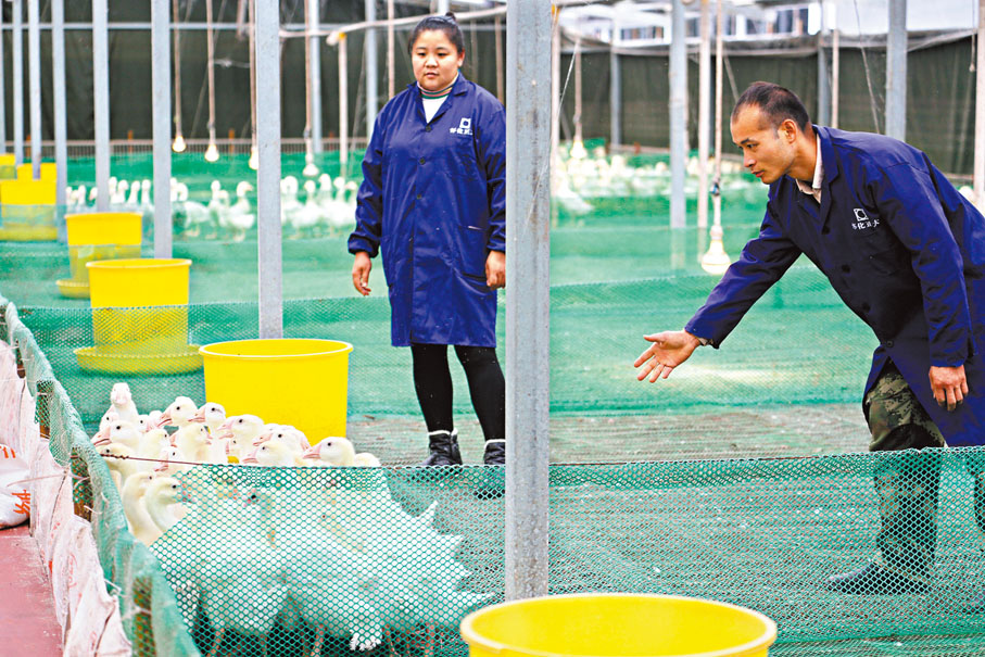 ◆王澤興夫婦在貴州錦屏縣敦寨鎮大沖養殖點的鵝棚。香港文匯報記者周亞明  攝