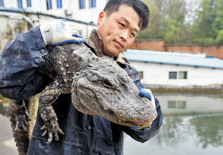 ◆ 冬眠並不只是睡一覺那麼簡單，需要各種特別機制配合。圖為結束冬眠的揚子鱷。 資料圖片