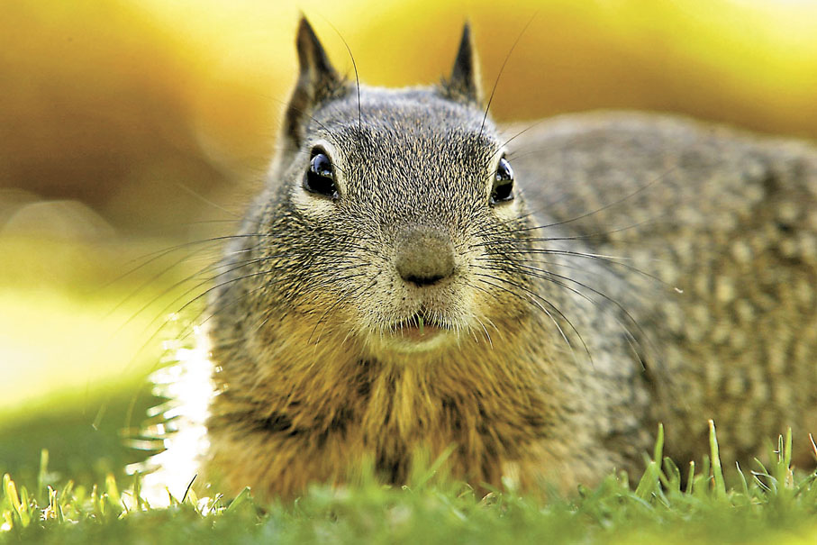 ◆ 地松鼠冬眠的時間往往長達半年之久。資料圖片