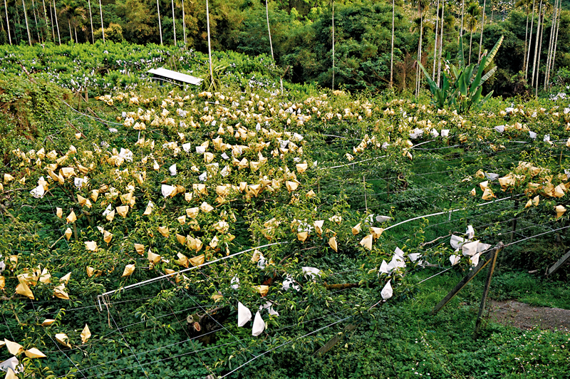 ◆每逢四月天，園內的水果便要套袋，以阻鳥雀啄食。