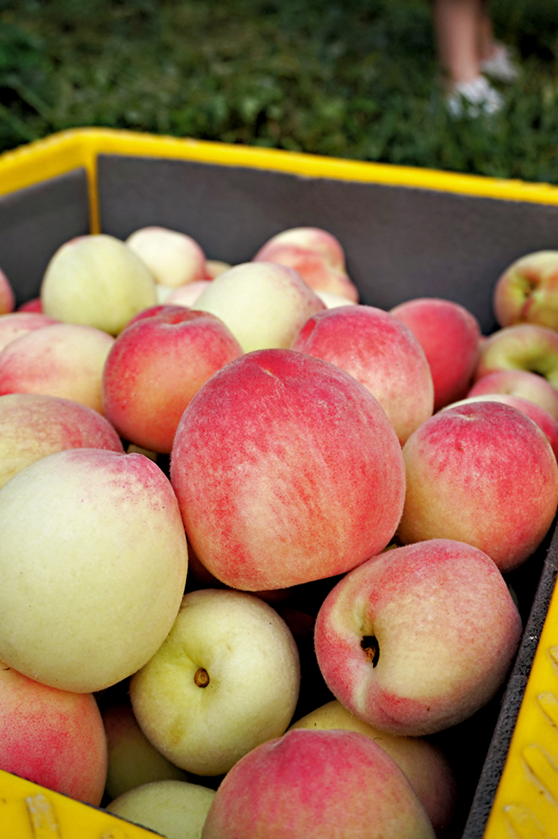 ◆吳宗憲今年收穫的桃子偏向清香清甜。