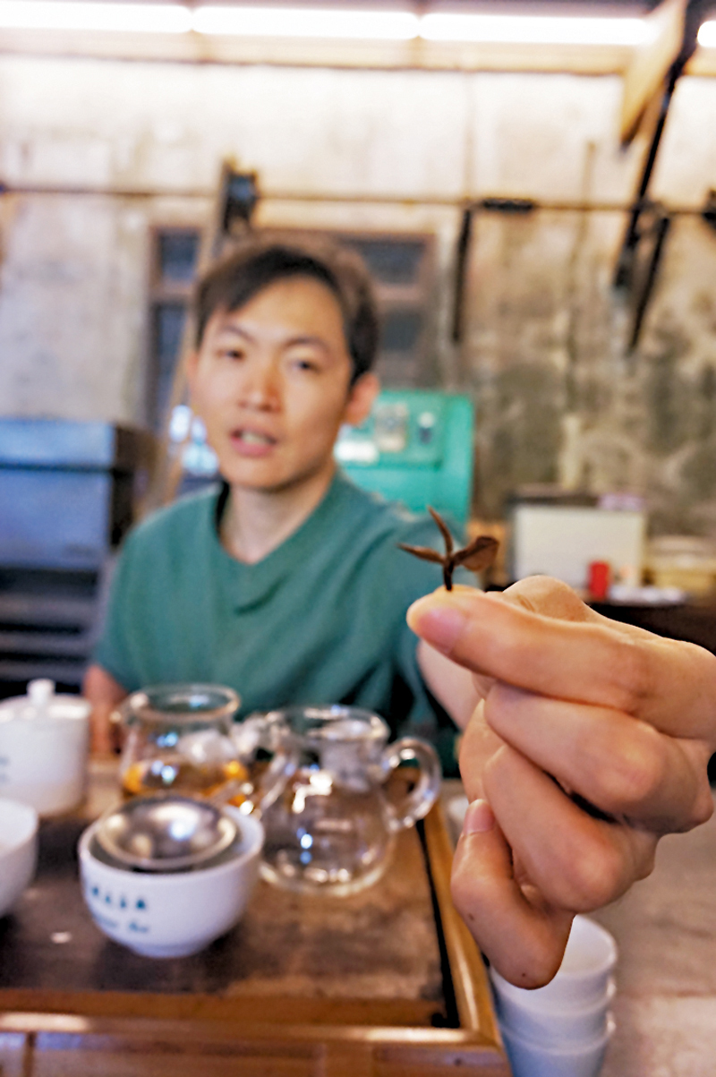 ◆曾祥紘展示東方美人茶葉。