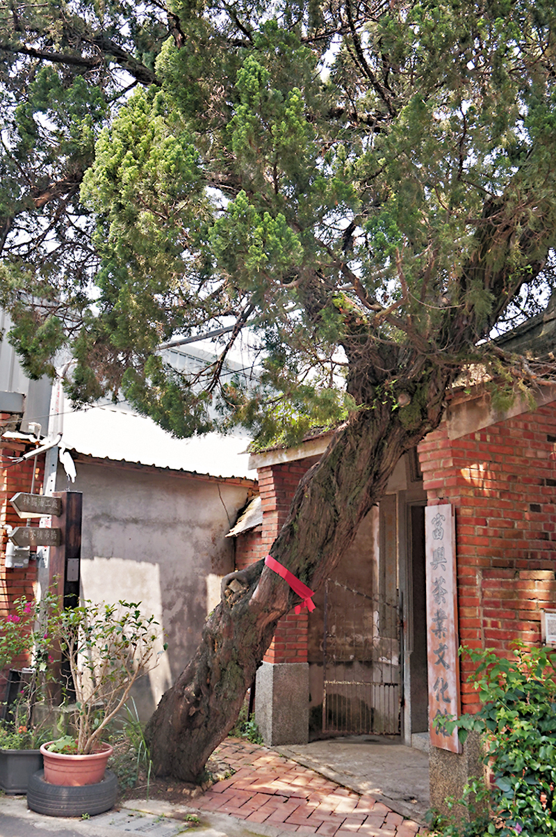 ◆門前的古老榕柏仍在為遊人遮蔭避暑。