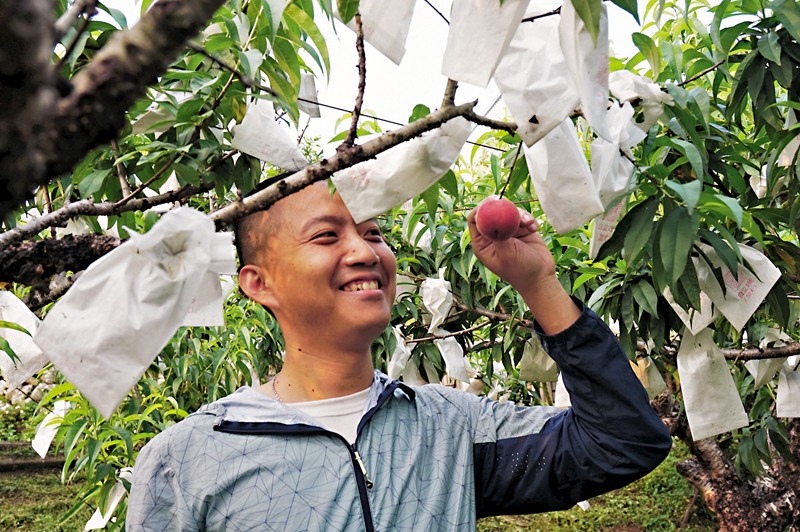 ◆每顆收穫的桃子都蘊含吳宗憲的心血。