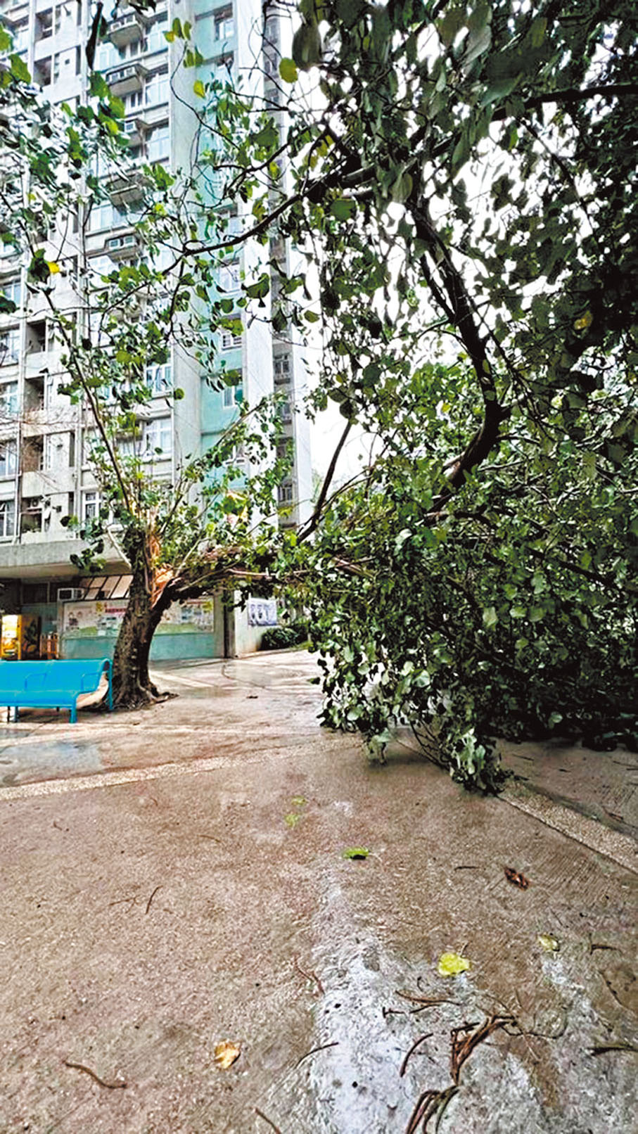 ◆大埔富亨邨亨昌樓對開有大樹遭強風吹斷。 網上圖片