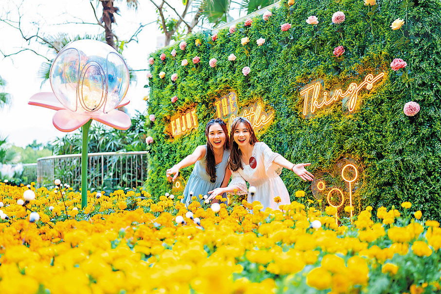 ◆橘黃萬壽菊波波花田