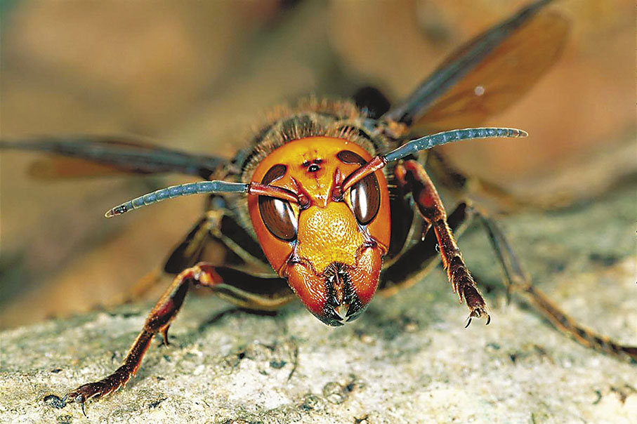 ◆殺人「疑兇」虎頭蜂。