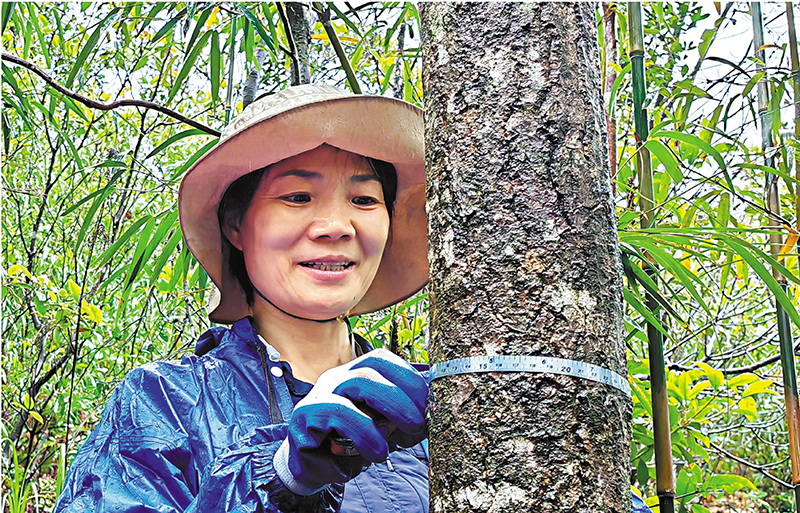 ◆林勘員賈榮榮正在對着樹木高度1.3米處測量胸徑。香港文匯報韶關傳真