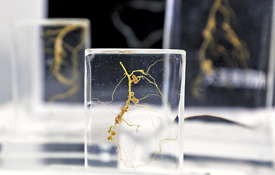 ◆大豆與根瘤菌有着重要的共生關係。 香港文匯報記者  郭木又  攝