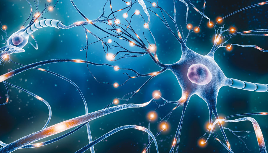 ◆ 神經細胞只要受到刺激，我們就會感到痛楚。