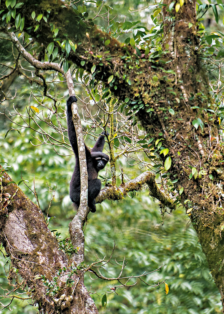 ◆高黎貢白眉長臂猿。資料圖片