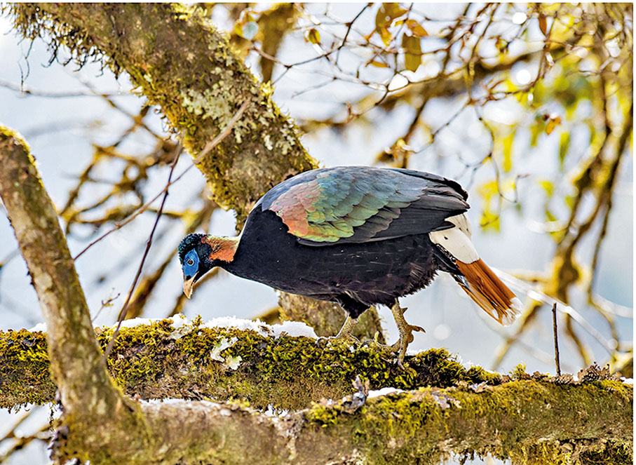 ◆白尾梢虹雉。資料圖片