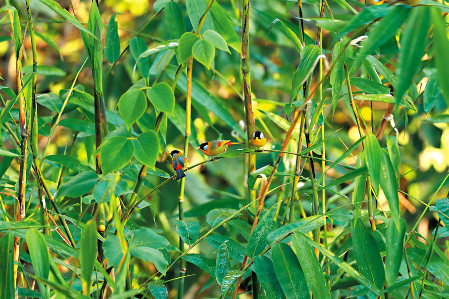 ◆銀耳相思鳥。香港文匯報特約通訊員蔡雙發  攝
