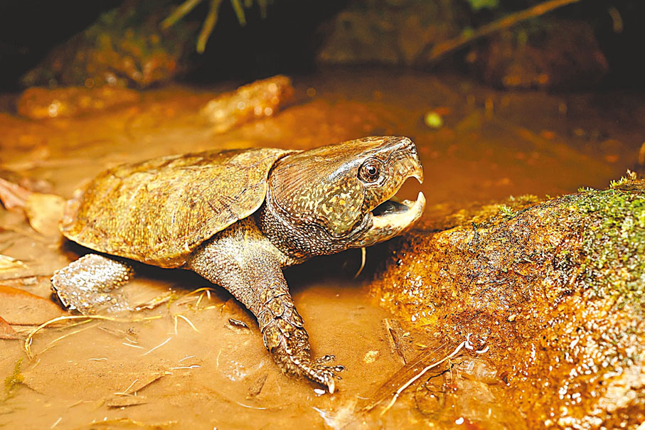 三種淡水龜在港瀕臨絕跡 - 香港文匯報