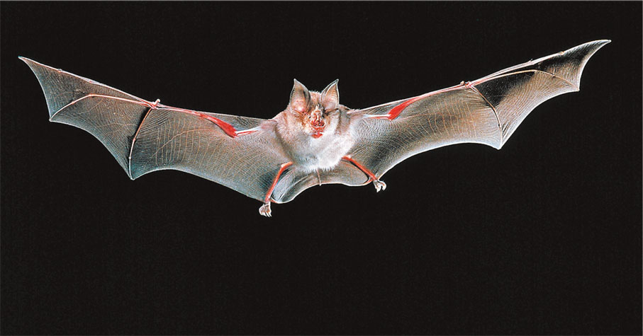 ◆ 要研究蝙蝠，需要有穩定的「蝙蝠社區」來提供可靠的研究樣本。 資料圖片