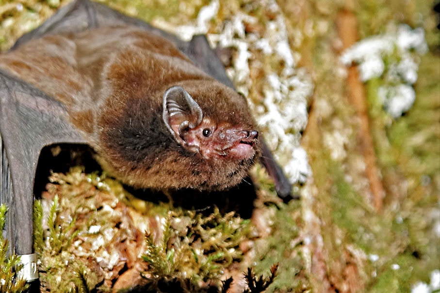 ◆ 蝙蝠的身上有趣地共存着多種病毒，包括各樣冠狀病毒。 資料圖片