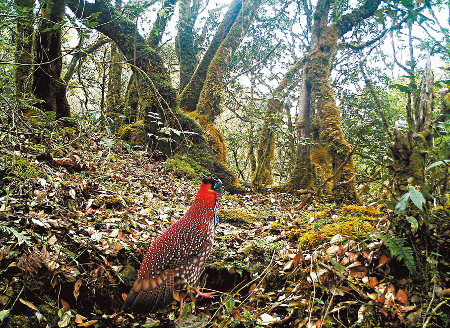 ◆紅腹角雉   香港文匯報雲南傳真
