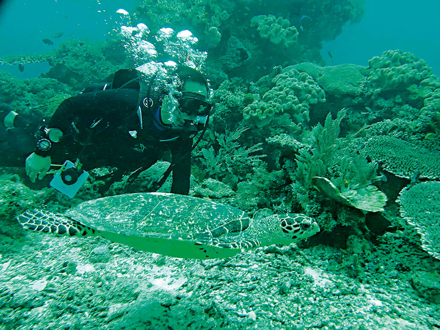 ◆陳宏潛下水底檢查珊瑚礁生長情況。