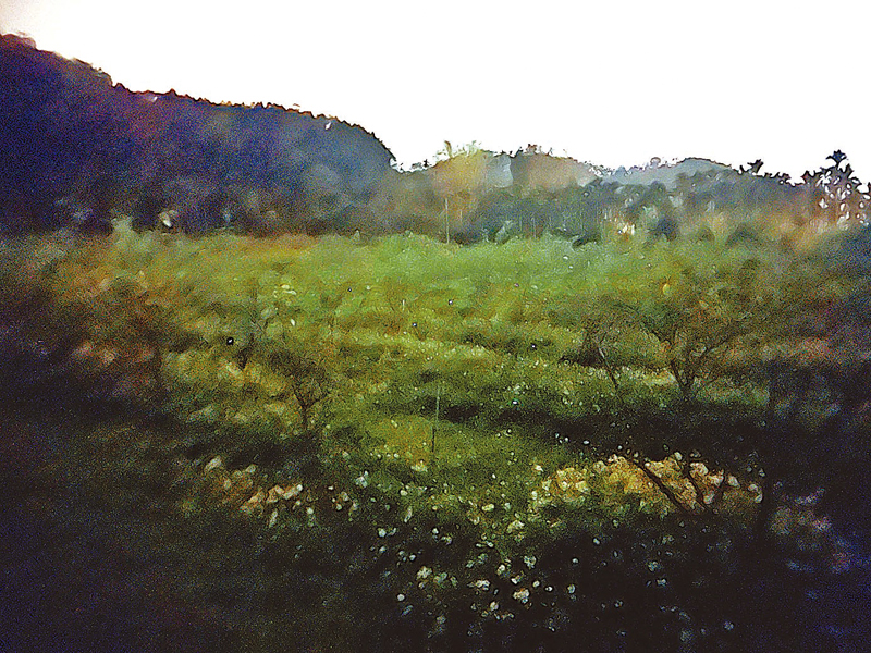 ◆優質環境造就軟埤坑螢火蟲秘境。