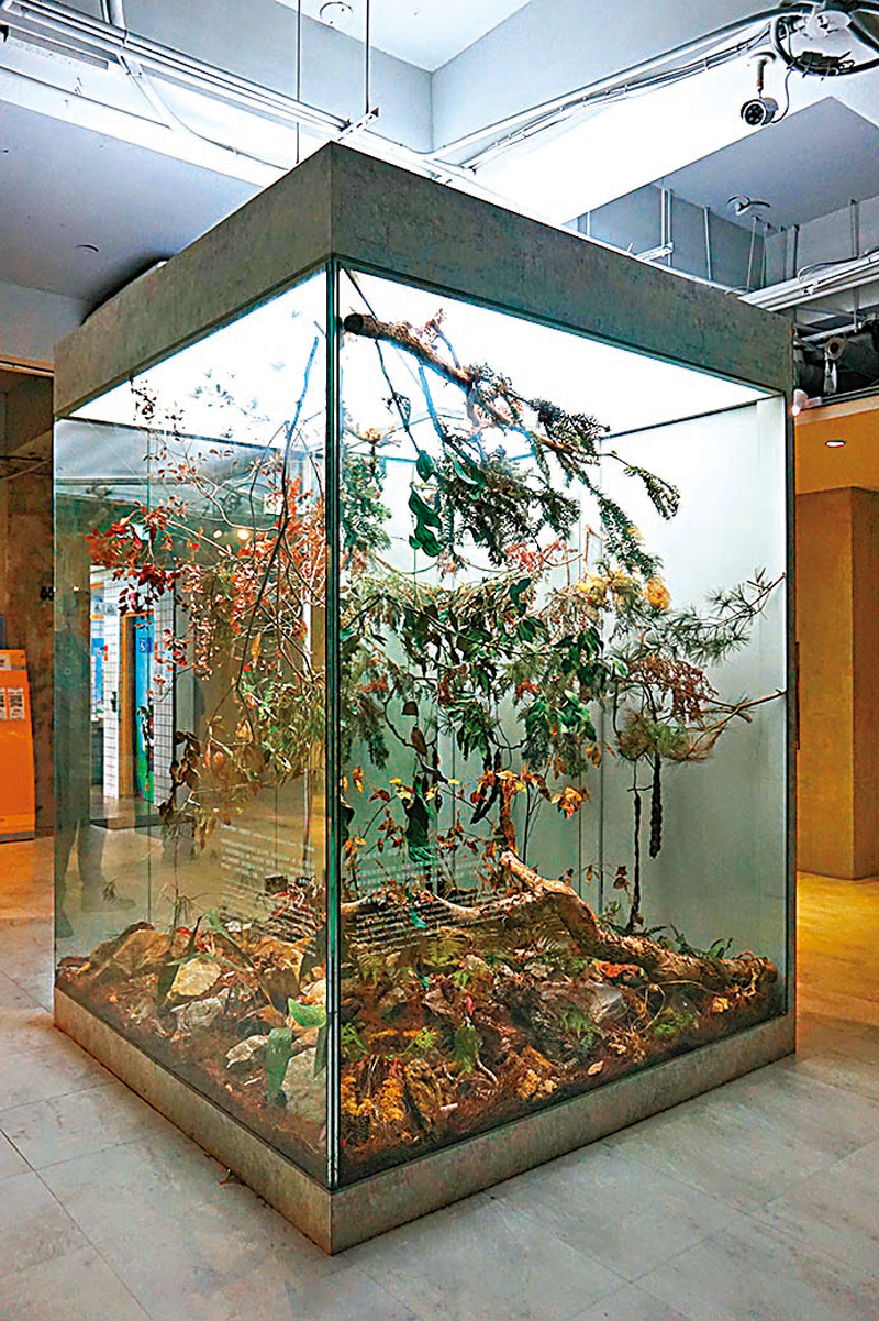 ◆ 入關博物館陳列多款在地昆蟲及植物標本。