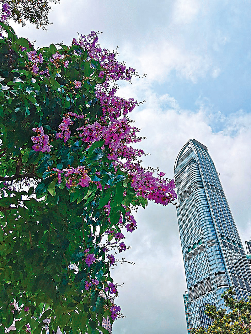 ◆大花紫薇與建築形成一道美麗風景線。