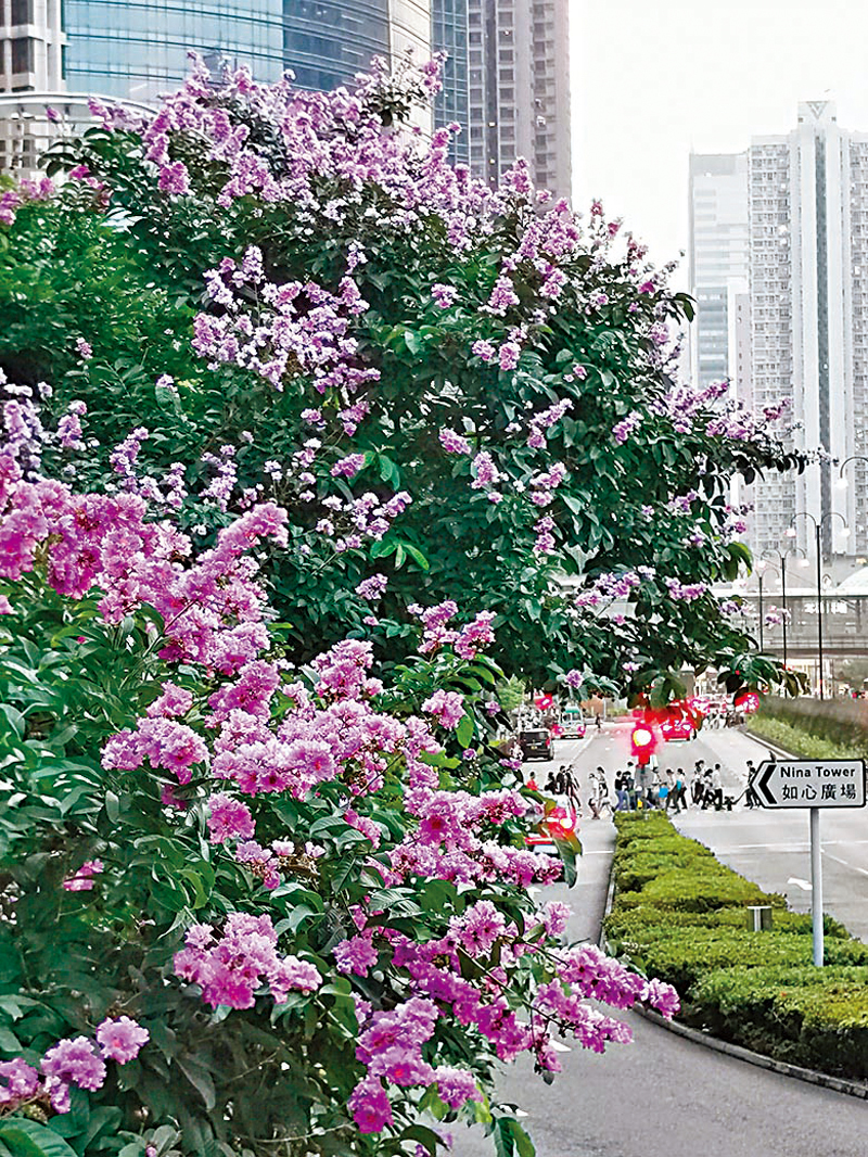 ◆沿着楊屋道，就會看到幾棵大花紫薇樹。