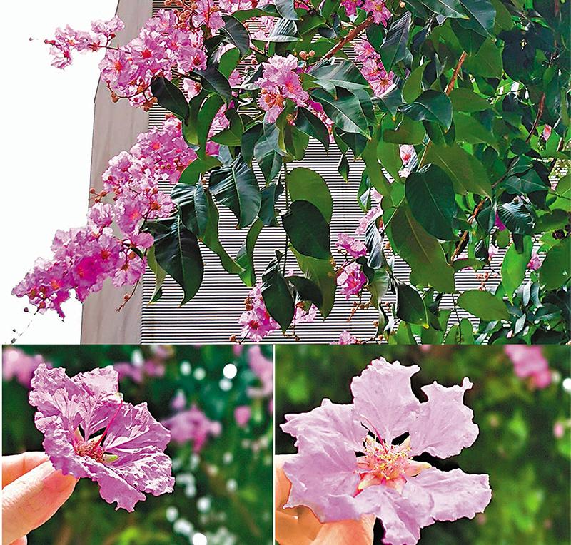 ◆大花紫薇具六片像縐紙的花瓣。