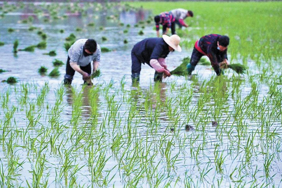 ◆ 因為氣候等原因，中國南方多為水田，北方多為旱田，故作物種類也有不同。作者供圖
