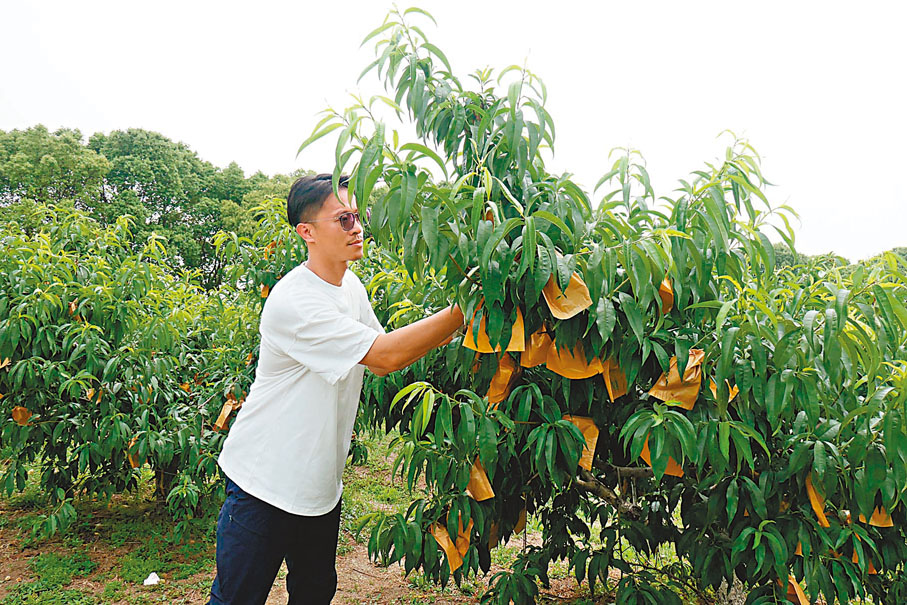 ◆台青郭典易在其創辦的益點田親子農場查看水果長勢。香港文匯報記者賀鵬飛 攝