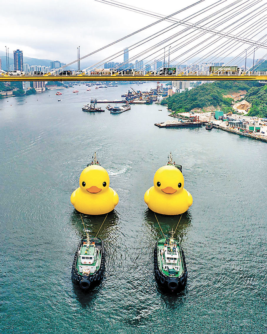 ◆雙鴨在青衣並肩試水。