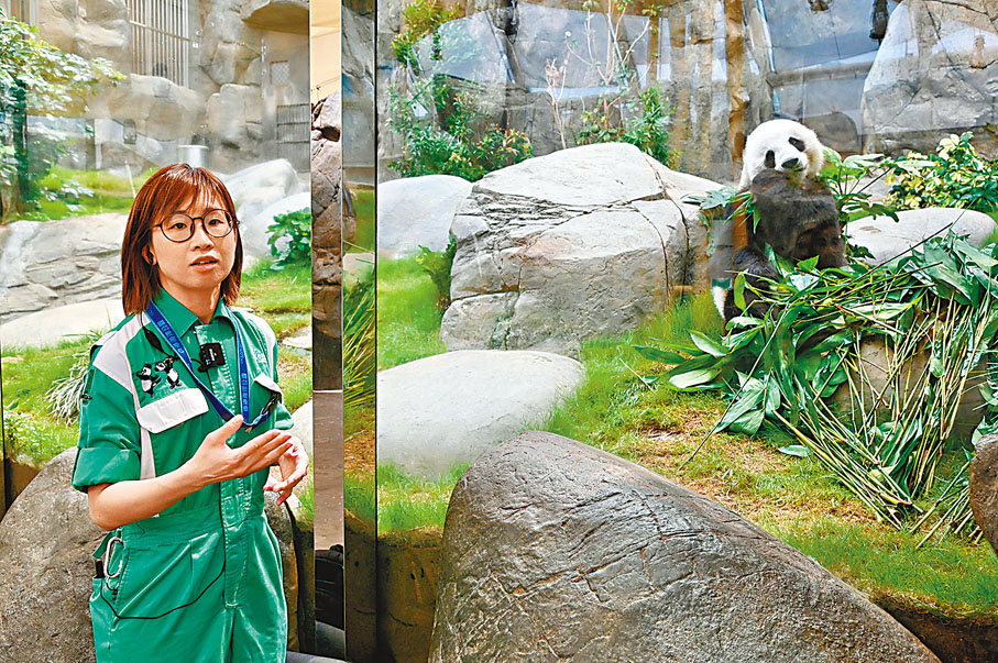 ◆胡綺琪對大熊貓們的一舉一動了然於心。