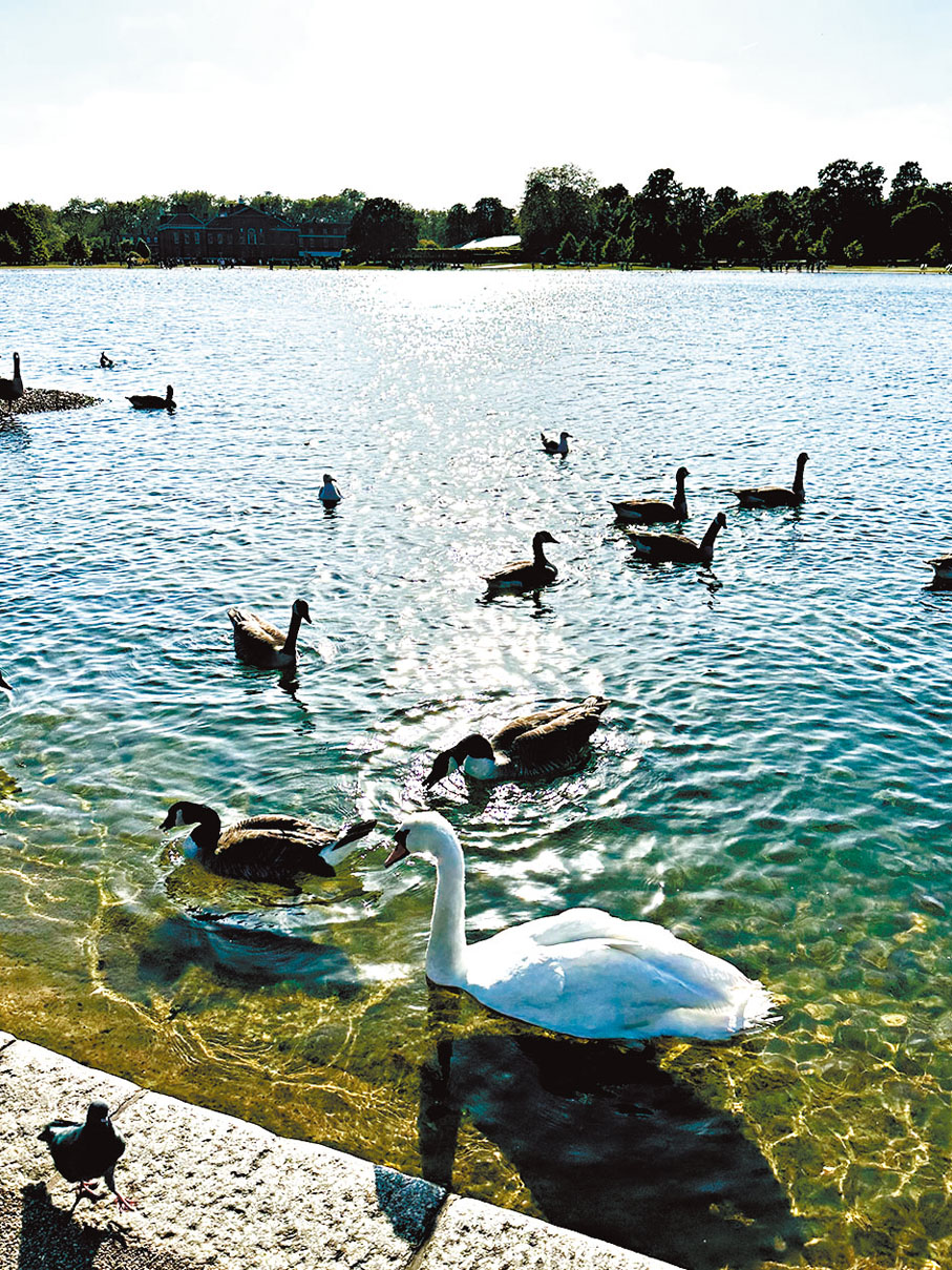 ◆倫敦中心西區肯盛頓花園，位於海德公園與肯盛頓宮之間，設圓形淺塘Round Pond，鱗光水影為周邊風景生色不少！ 作者供圖