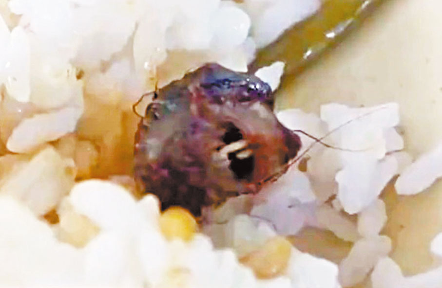 ◆學生發布的視頻中，飯菜裏的黑色異物有類似動物的「牙齒」，疑似老鼠頭。視頻截圖