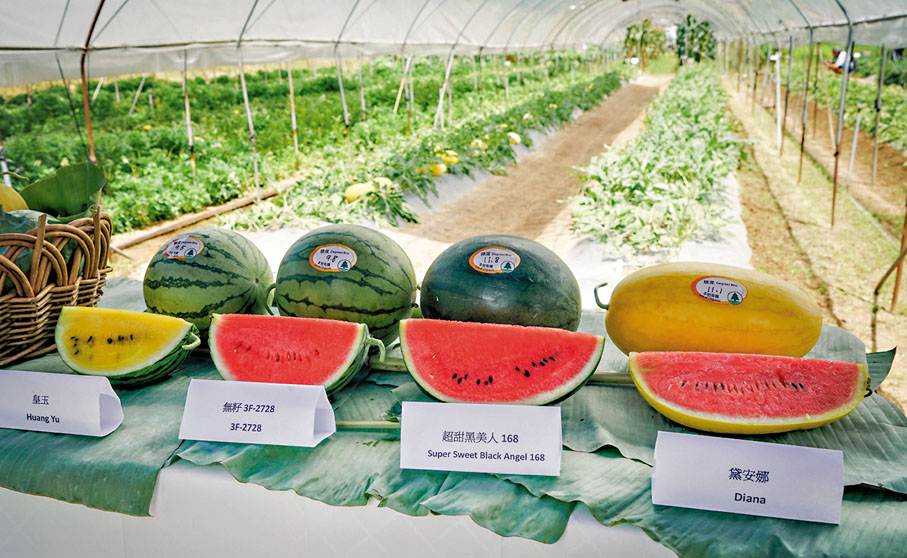 ◆漁護署推介四個特色有機西瓜品種。