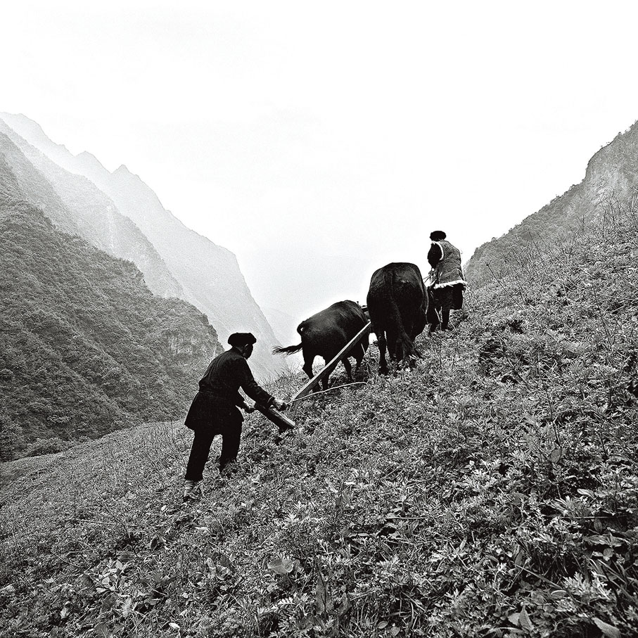 ◆楊貴生趕着牛在山坡上犁地。