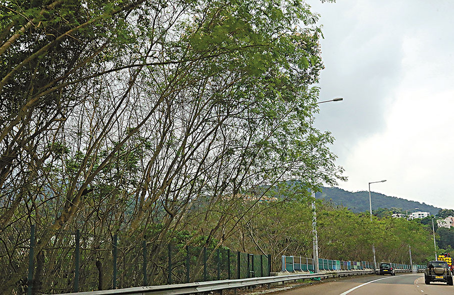 雜樹橫生  香港文匯報記者郭木又  攝