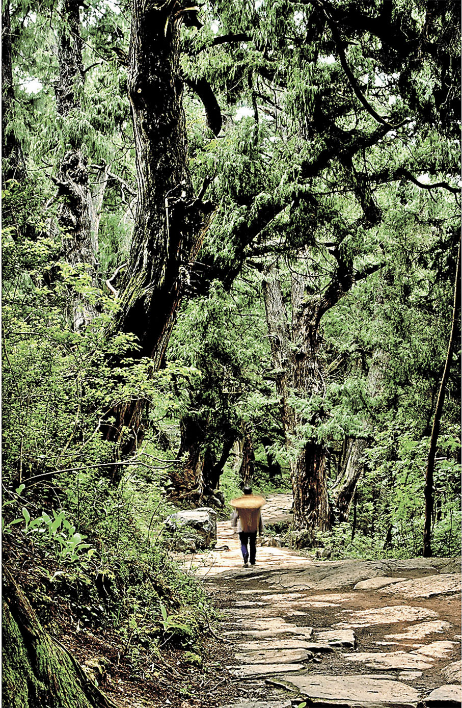 ◆蜀道上重要的節點金牛道昭化段蒼松翠柏，綿延的青石板路幽深。