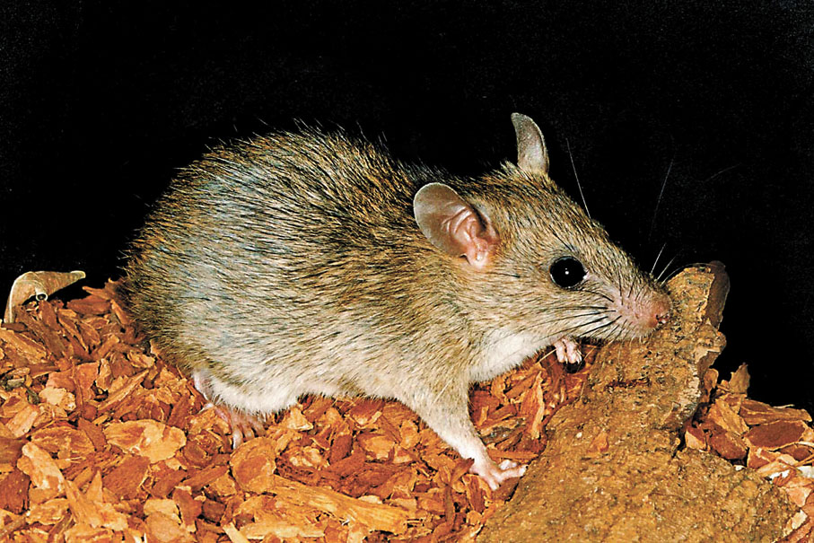 ◆下丘腦神經元的活躍水平跟老鼠的行為有關。圖為印支林鼠。 資料圖片