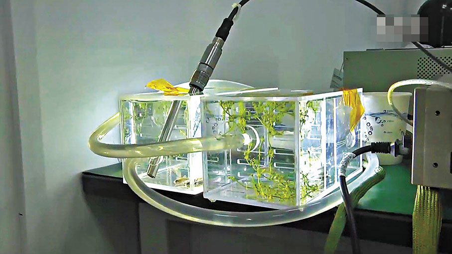 ◆中國空間站中的密閉生態小型培養箱將迎來首個水族生命族群斑馬魚。主要研究在小型密閉系統中，魚和微生物的相互作用。此外，因為斑馬魚是脊椎動物，科學家還可以利用斑馬魚研究骨丟失現象。 網上圖片