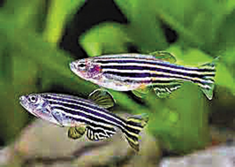 ◆斑馬魚是一種體長3厘米至4厘米的小魚，其生命力旺盛，繁殖能力強，一年可以繁殖6次至7次。空間站研究斑馬魚，幫助研究人員開發出針對航天員在長期微重力生存環境下肌肉萎縮的應對策略。 網上圖片