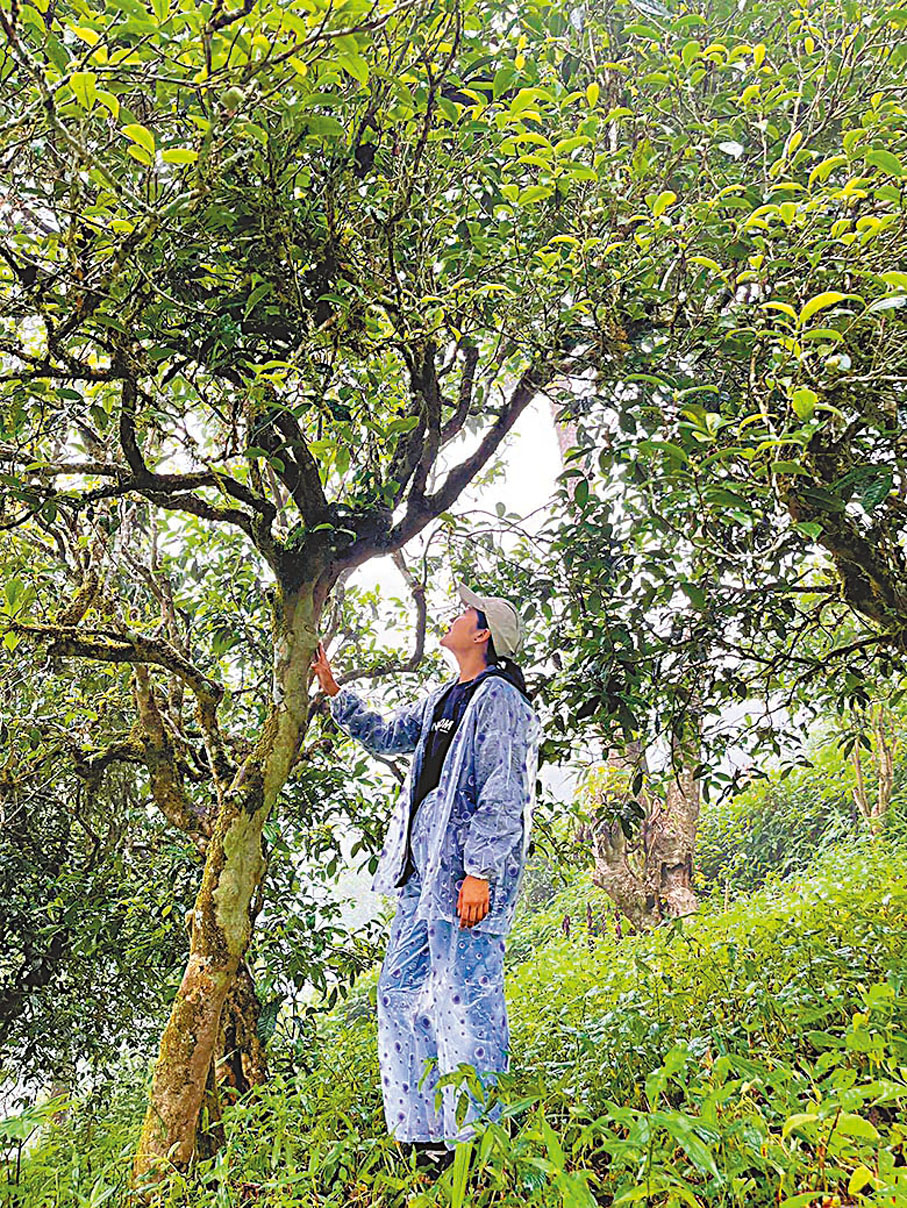 ◆俞雅凡跋山涉水不遠千里只為一睹普洱茶樹的風姿。 作者供圖