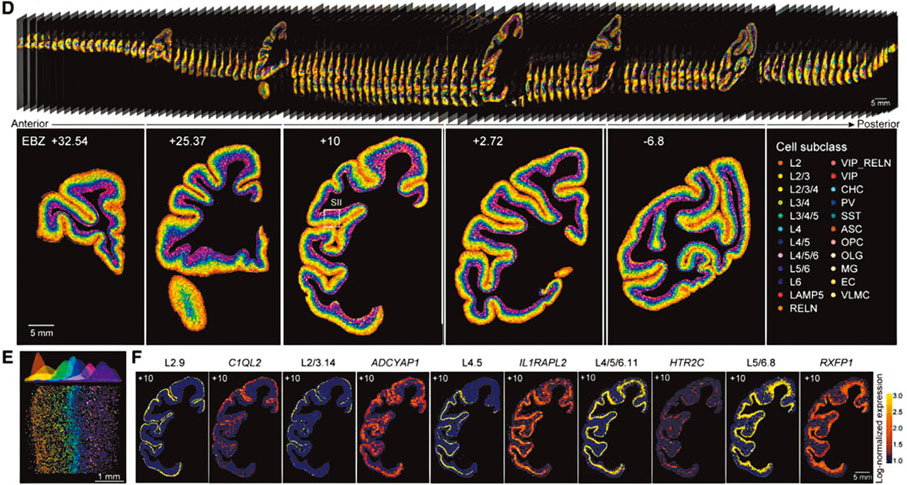 ◆ 獼猴大腦皮層細胞類型空間分布圖譜。香港文匯報深圳傳真