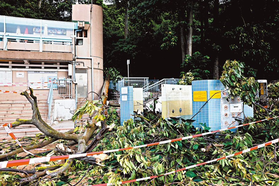 ◆港島南灣泳灘有大樹難抵強風倒塌。香港文匯報記者  攝