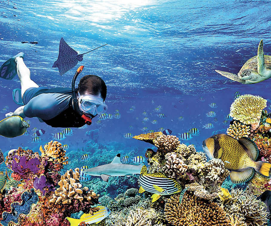 ◆「魚」樂零距離浮潛冒險旅程