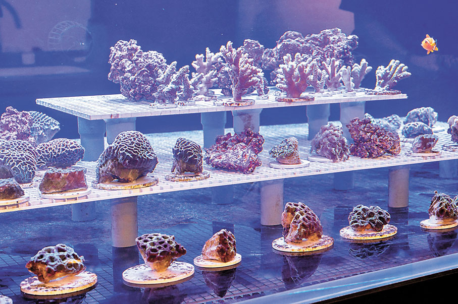 ◆活化珊瑚中心導賞團