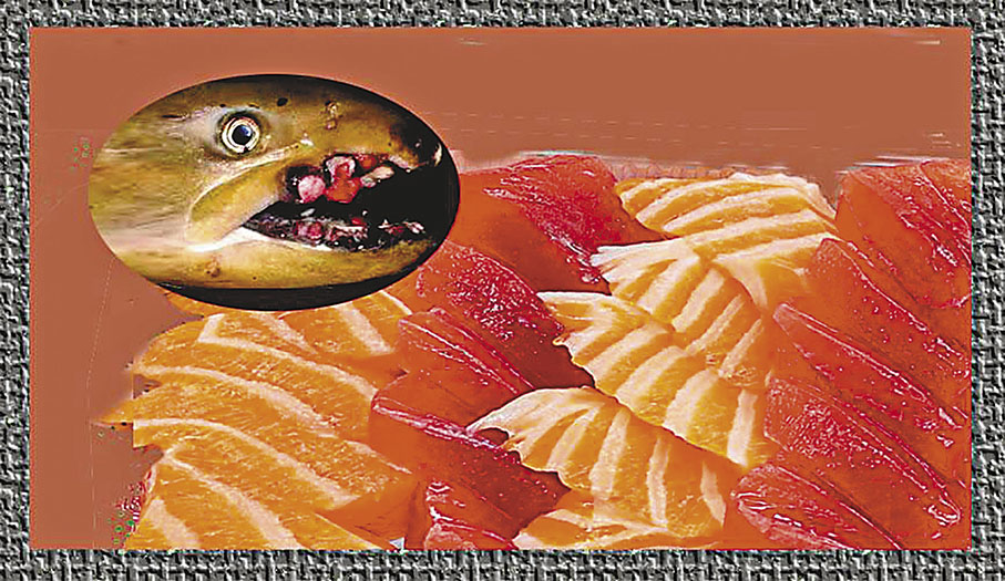 ◆肉片來自這條輻射魚，你敢吃嗎？ 作者供圖