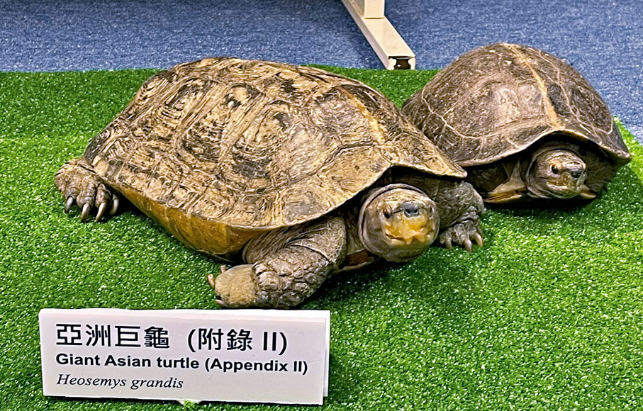 ◆檢獲的兩隻亞洲巨龜香港文匯報記者張弦  攝