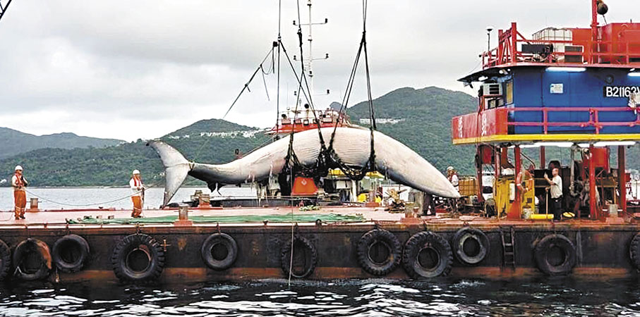 ◆浮屍牛尾洲以南海面的布氏鯨被打撈上岸。