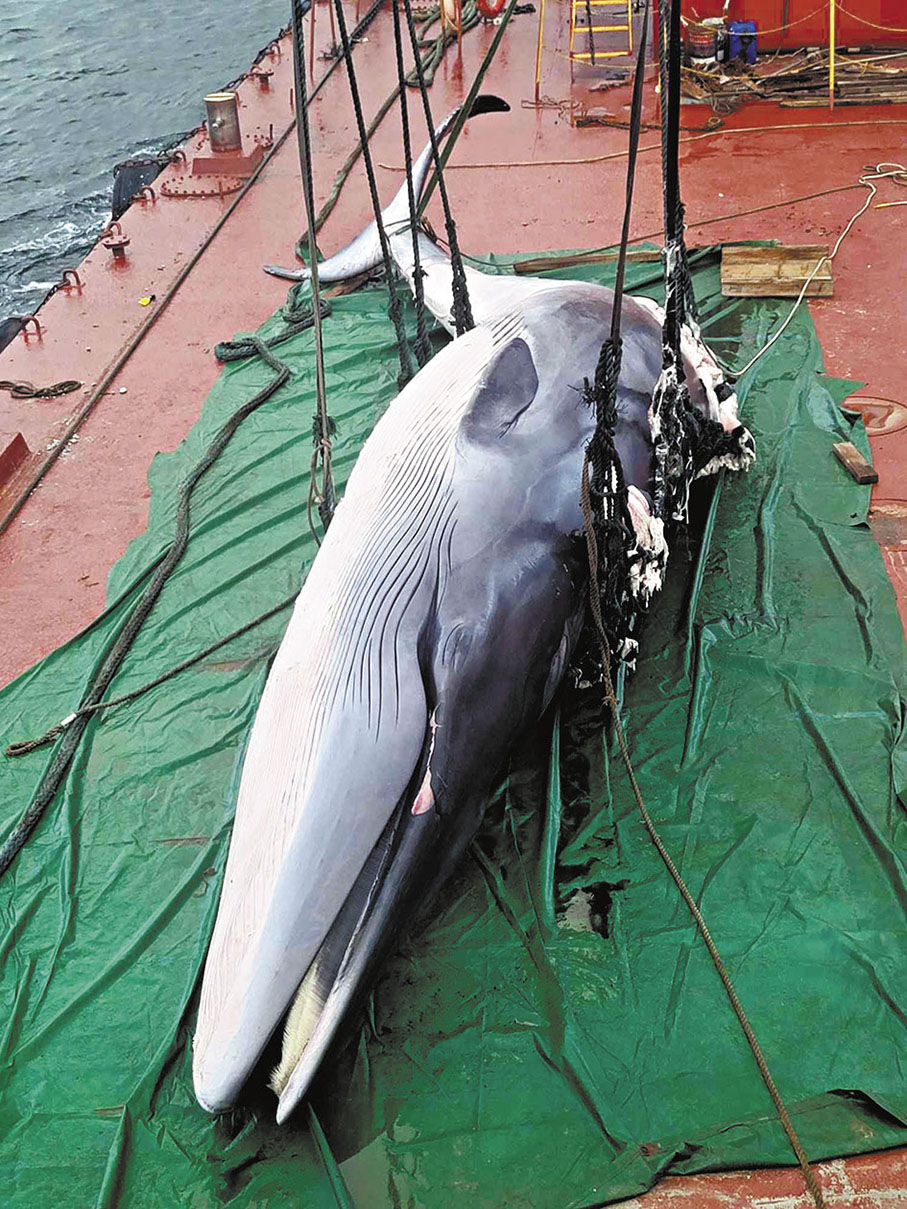 鯨殞不可再教育防靠害- 香港文匯報