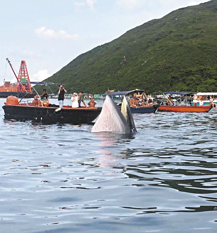 鯨殞不可再教育防靠害- 香港文匯報